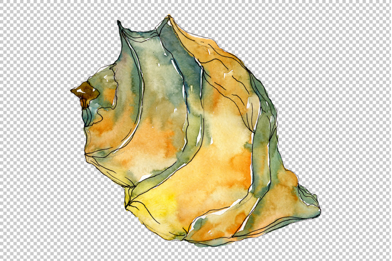 shells-watercolor-png