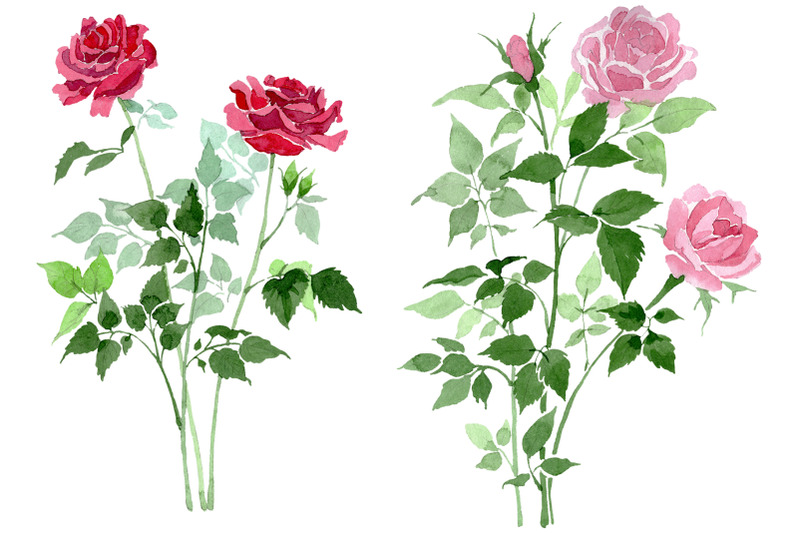 bush-of-roses-pink-and-red-watercolor-png