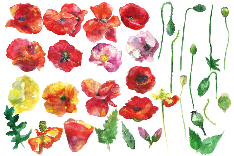watercolor-wild-flowers-clip-art