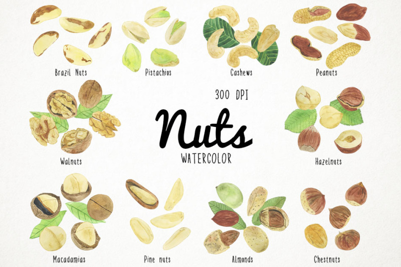 watercolor-nuts-clipart-nuts-clip-art