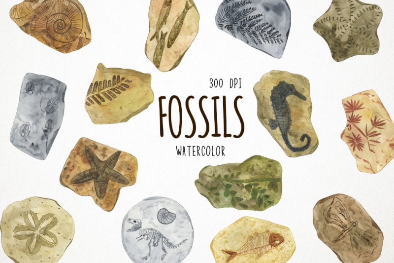 watercolor-fossils-clipart-fossils-clip-art