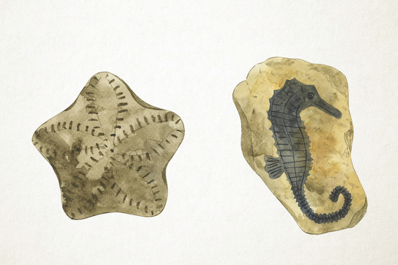 watercolor-fossils-clipart-fossils-clip-art