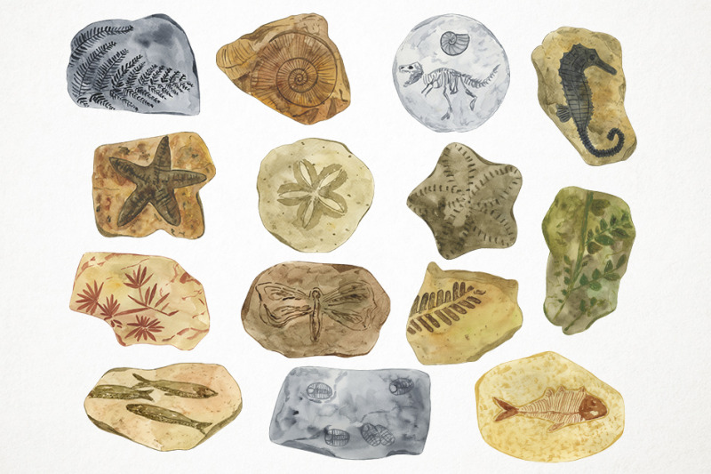 watercolor-fossils-clipart-fossils-clip-art