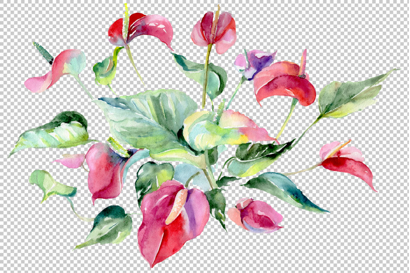 spathiphyllum-red-watercolor-png