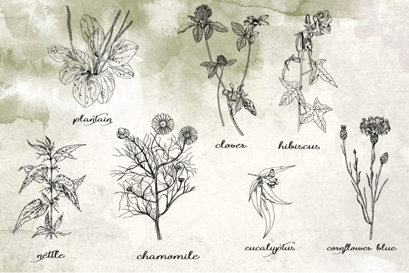 hand-drawn-botanical-flora