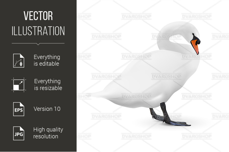 white-swan-isolated-on-white