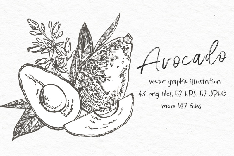 avocado-hand-drawn-illustrations