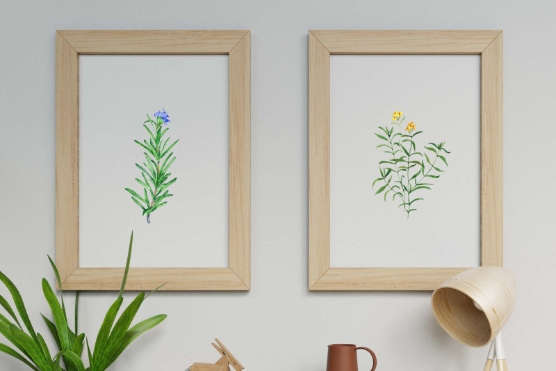 watercolour-decor-watercolour-wall-art-herbs-prints-herbs-posters