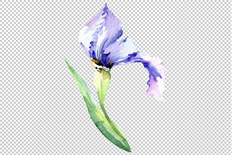 irises-blue-summer-sky-watercolor-png