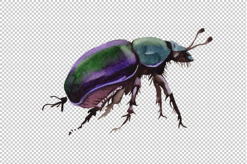 may-beetle-ordinary-watercolor-png