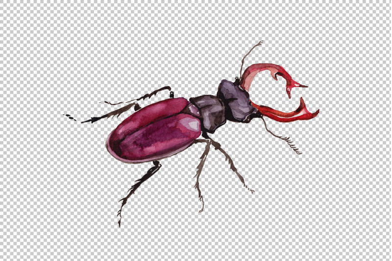 may-beetle-ordinary-watercolor-png