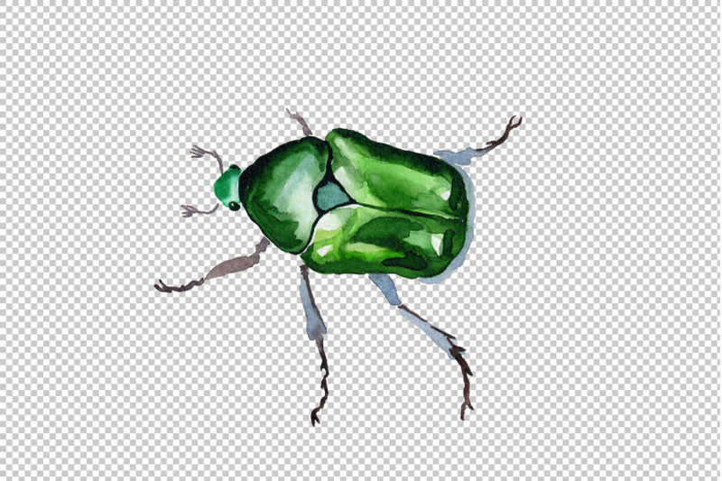 may-beetle-aurata-watercolor-png