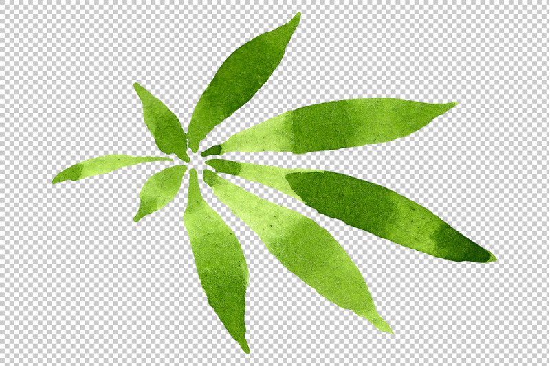 leaves-hemp-plant-watercolor-png