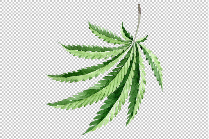 leaves-hemp-plant-watercolor-png