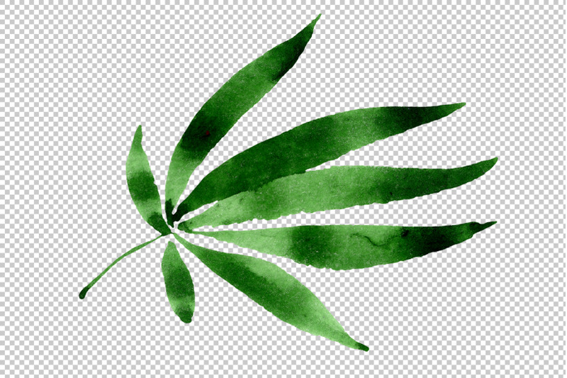 leaves-hemp-plant-watercolor-png
