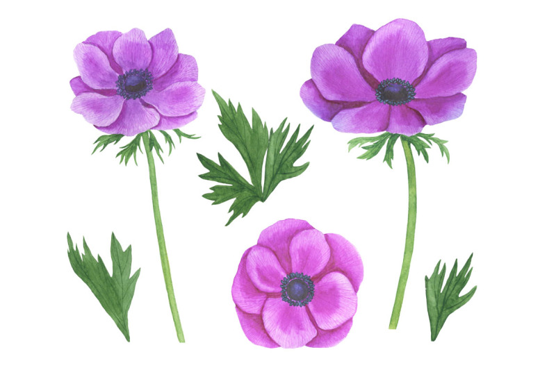 anemones-watercolor-anemones-pattern-anemones-frames