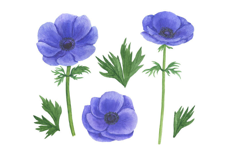 anemones-watercolor-anemones-pattern-anemones-frames