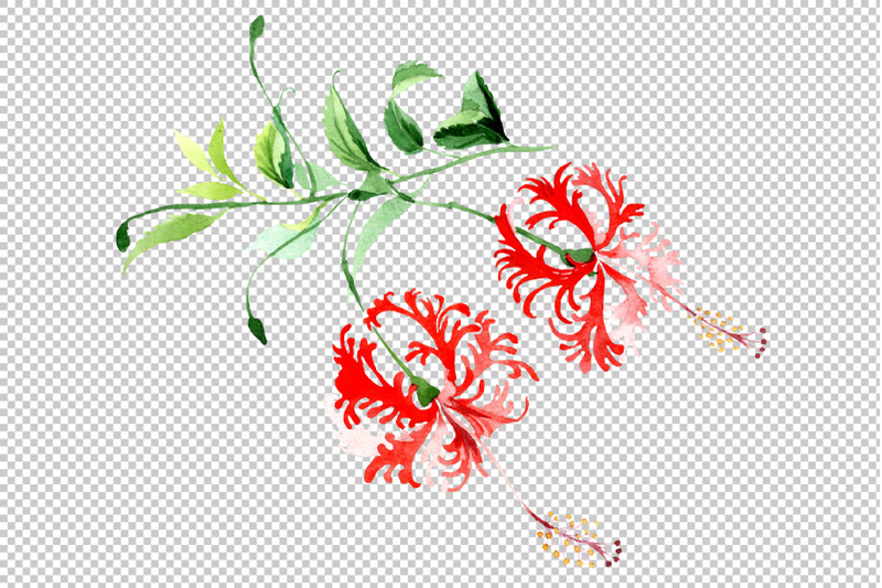 hibiscus-schizopetalon-red-watercolor-png