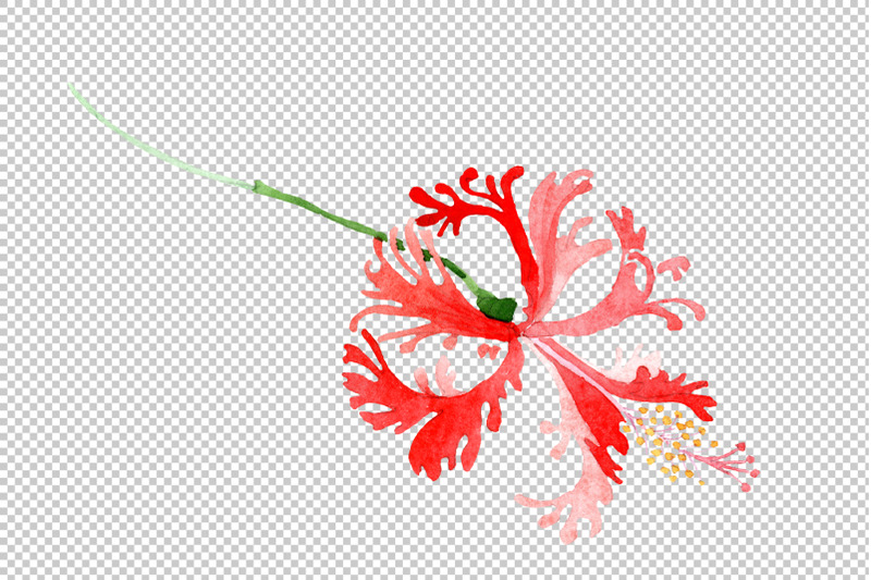 hibiscus-schizopetalon-red-watercolor-png