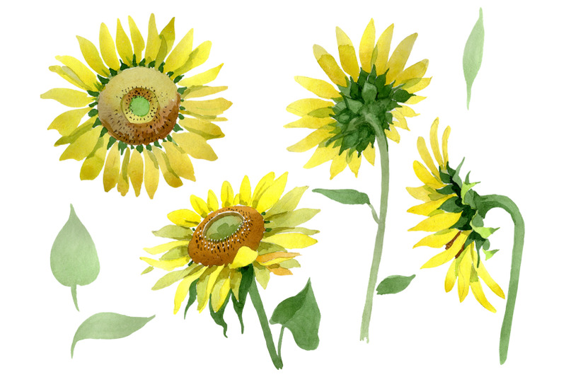 bright-yellow-sunflower-watercolor-png