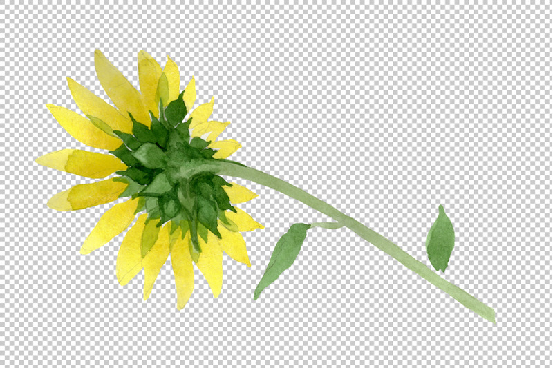 bright-yellow-sunflower-watercolor-png