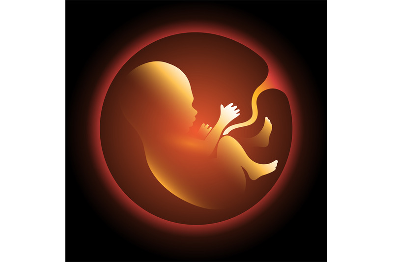 human-fetus-in-utero