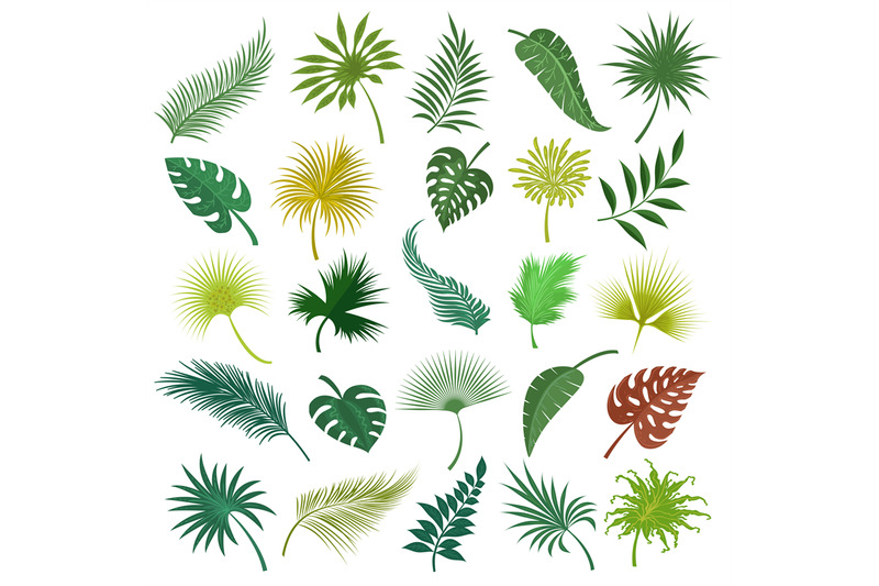 palm-exotic-leaves-set