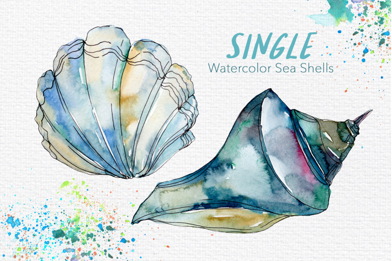 sea-shells-watercolor-png