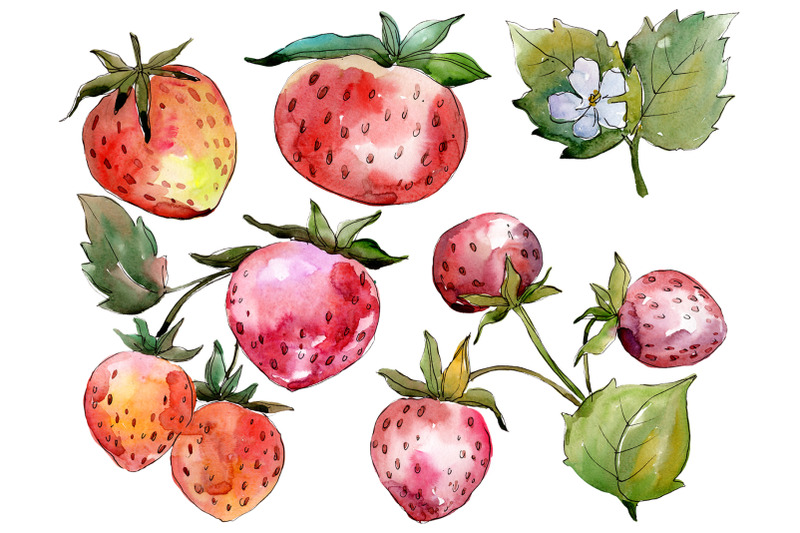 strawberry-quot-queen-elizabeth-quot-watercolor-png