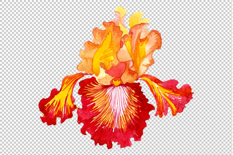 iris-plant-bold-encounter-watercolor-png