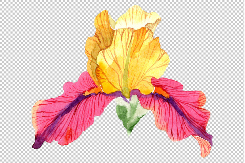 iris-plant-bold-encounter-watercolor-png