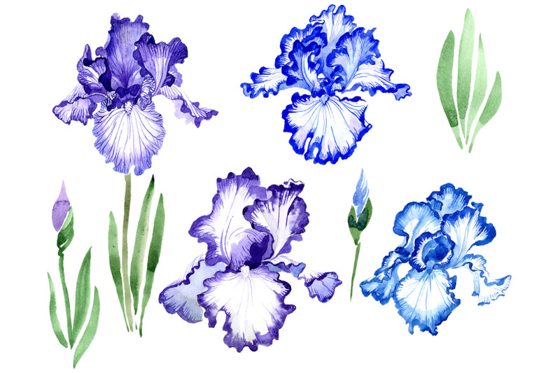 iris-bearded-blue-watercolor-png