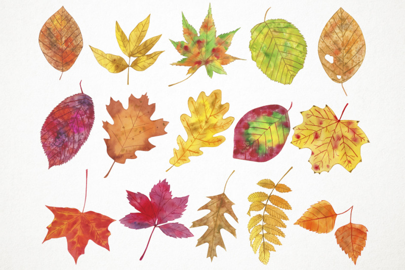watercolor-fall-leaves-clipart-autumn-leaves-clipart-fall-leaves-ill