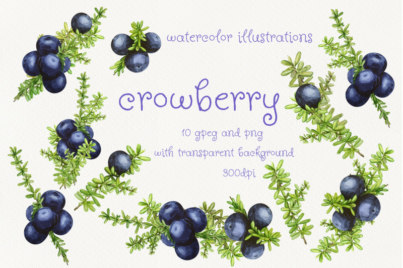 crowberry-watercolor-illustration-set