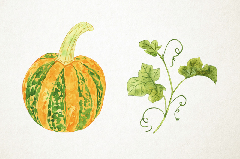 watercolor-pumpkin-clipart-pumpkin-illustration