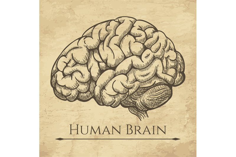 brain-retro-anatomic-etching