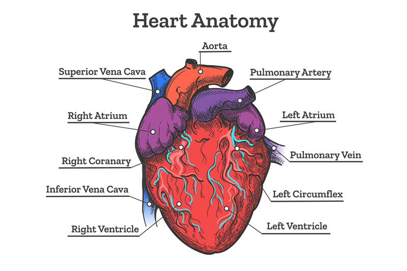 heart-anatomy-colored-sketch