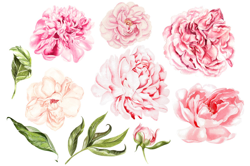 watercolor-blooming-peony-amp-hudrangea
