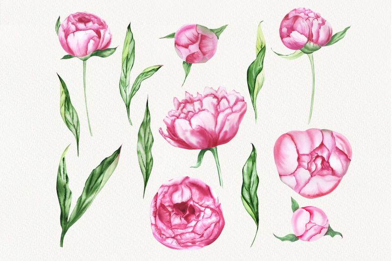 pink-peony-watercolor-set
