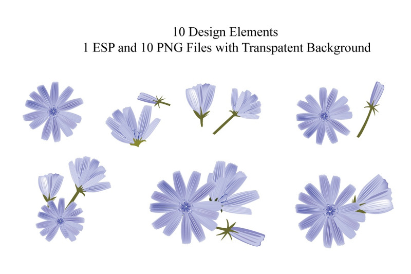 chicory-vector-set