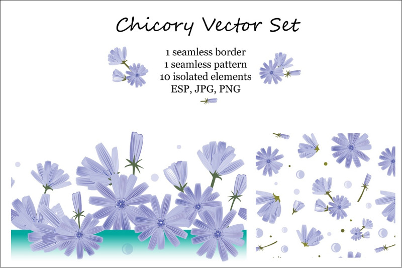 chicory-vector-set