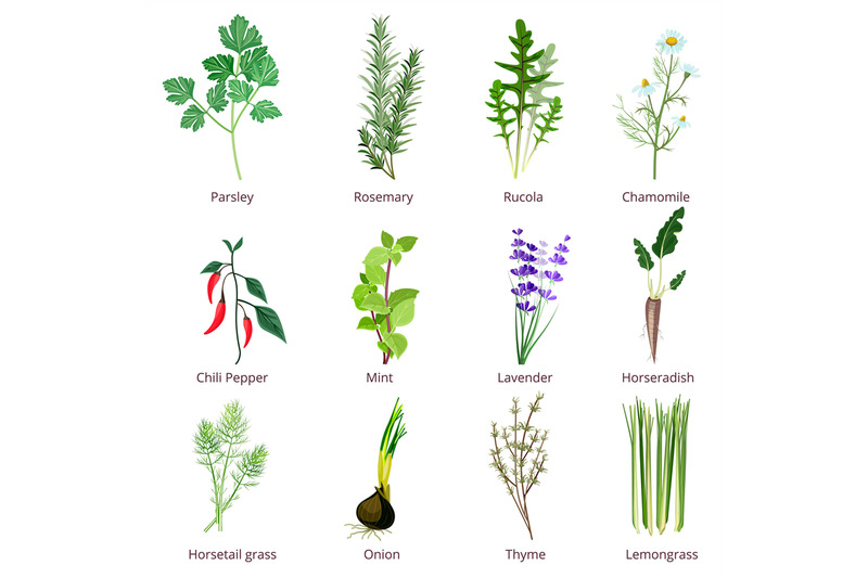 herbs-and-spices-camomiles-thyne-lemongrass-wild-flowers-cartoon-vect