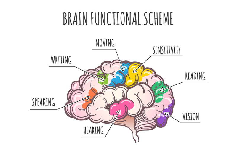 human-brain-functional-scheme-vector-illustration