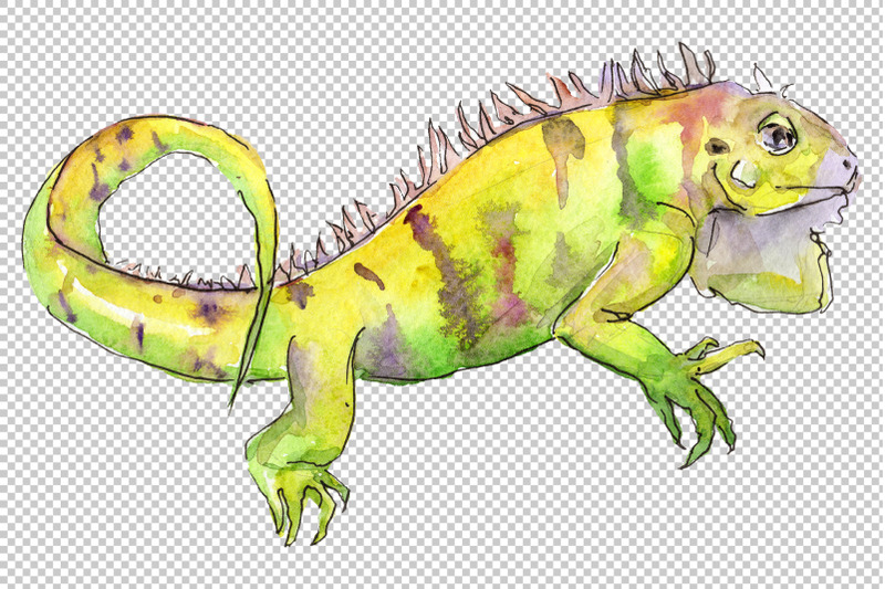 animal-iguaana-watercolor-png