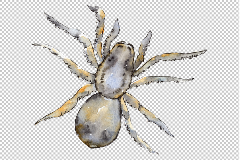 tarantula-watercolor-png