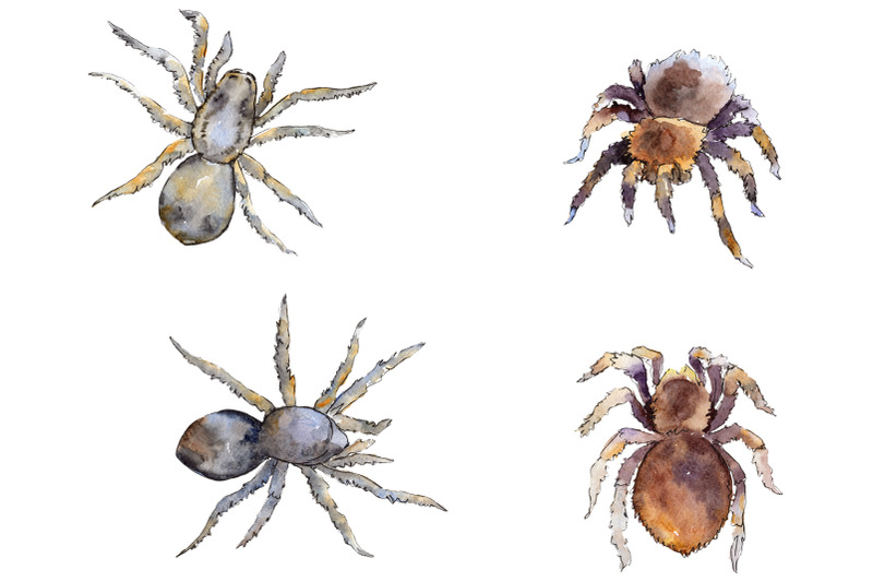 tarantula-watercolor-png