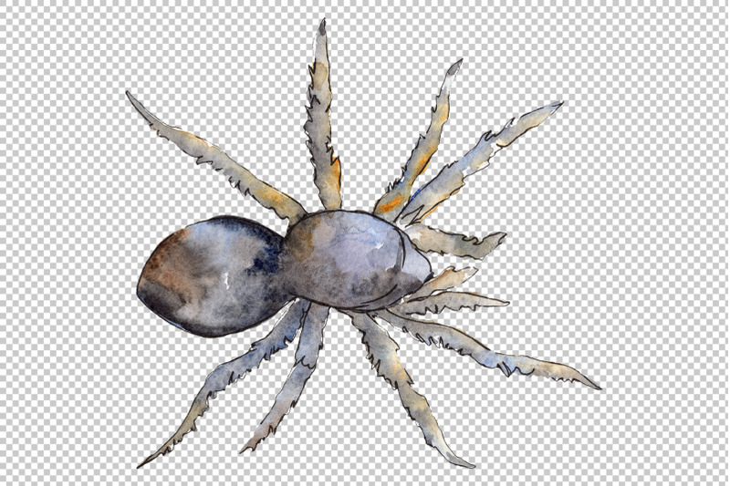 tarantula-watercolor-png