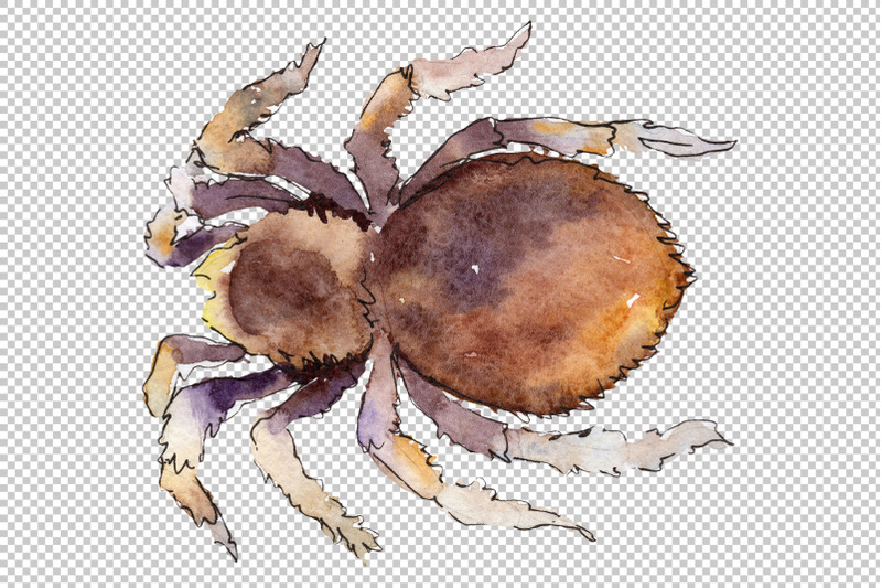 tarantula-watercolor-png