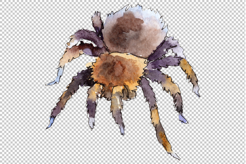 tarantula-watercolor-png