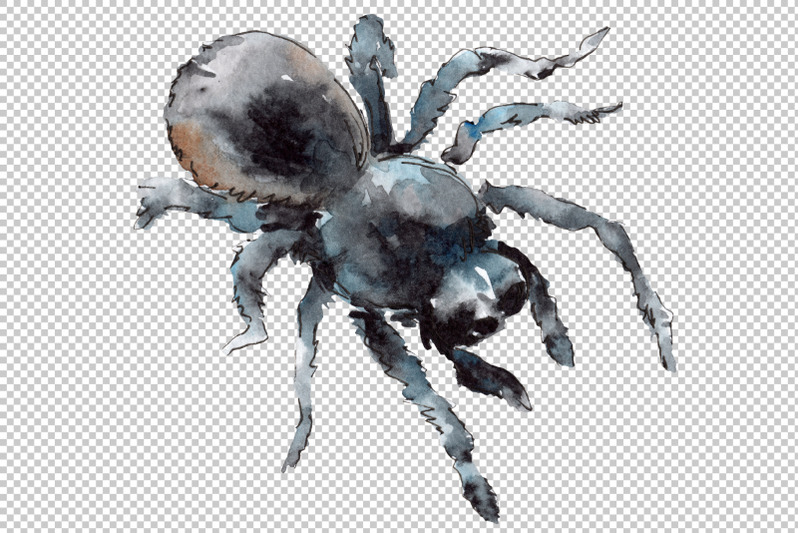 animal-tarantula-watercolor-png